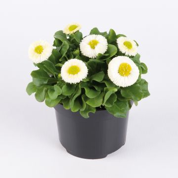 Pâquerette Bellastar Compact White - Bellis Perennis