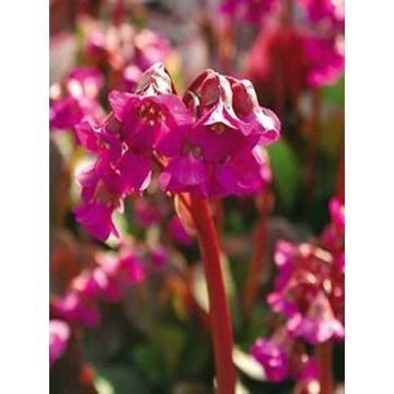 Bergenia cordifolia Eroïca