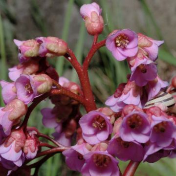 Bergenia schmidtii - Plante des savetiers Bergenia schmidtii - Plante des savetiers