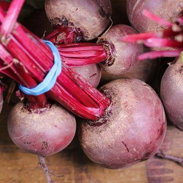 Betterave rouge Nobol en mottes potagères