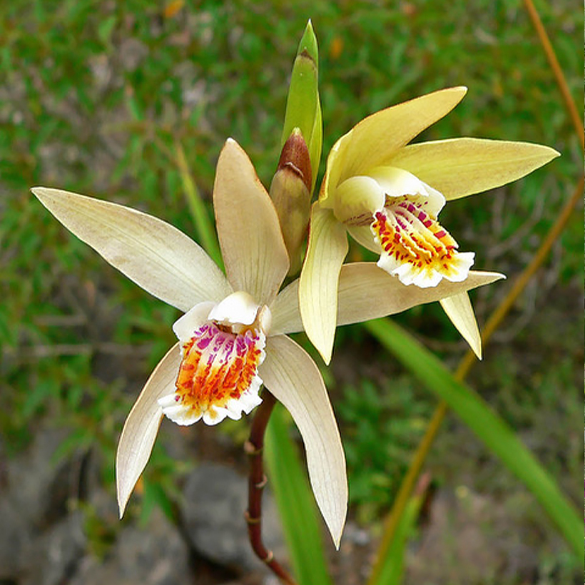 Bletilla Penway Sunset - orchidée jacinthe