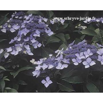 Hortensia - Hydrangea macrophylla Blue wave