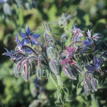 Bourrache Bleue Bio - Graines de Borago officinalis