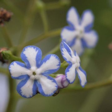 Brunnera macrophylla Starry Eyes - Myosotis du Caucase 