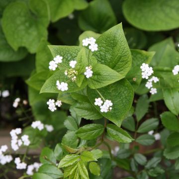 Brunnera macrophylla Betty Bowring - Myosotis du Caucase