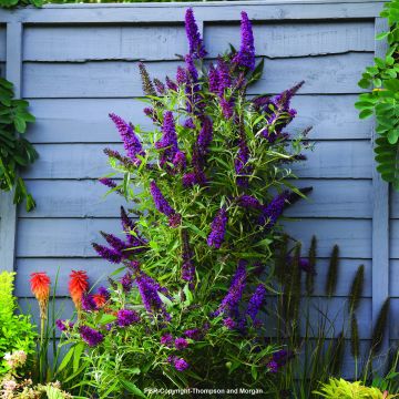 Buddleia davidii Butterfly Tower - Arbre aux papillons