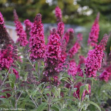 Buddleia davidii Prince Charming - Arbre aux papillons