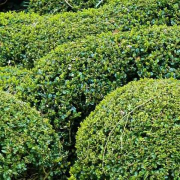 Buis double en boule de 20cm, Buxus sempervirens