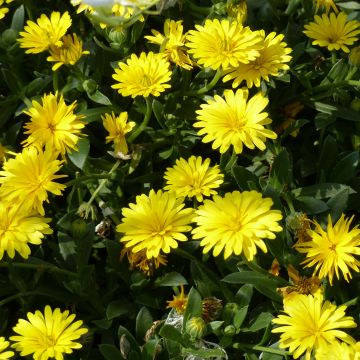 Calendula Powerdaisy Sunny - Souci