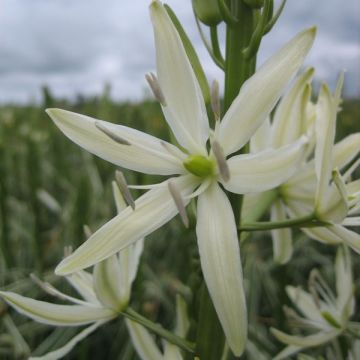 Camassia leichtlinii Sacajawea