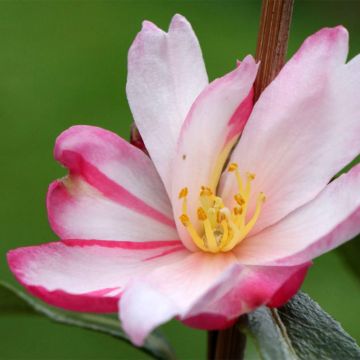 Camélia d'automne Stars'n Stripes - Camellia sasanqua