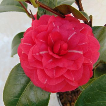 Camélia Il Gioiello - Camellia japonica