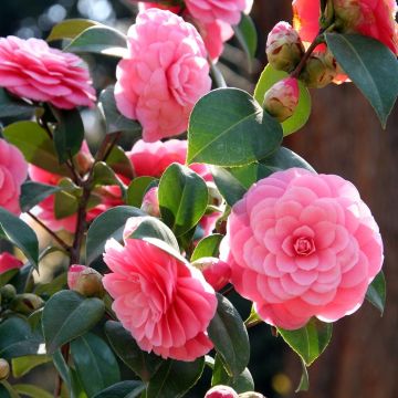 Camélia Mrs. Tingley - Camellia japonica