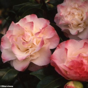 Camélia classique - Camellia Nuccio's Jewel