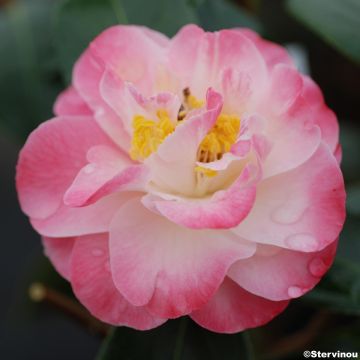 Camélia classique - Camellia Spring Daze
