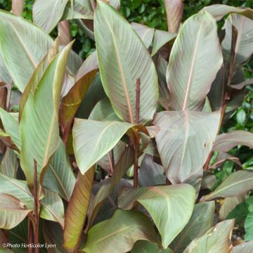 Canna indica Purpurea