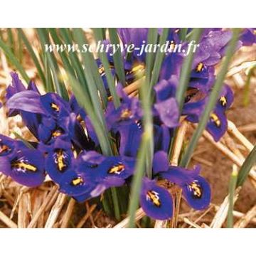 Iris réticulata Cantab