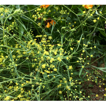 Bupleurum falcatum - Buplèvre en faux