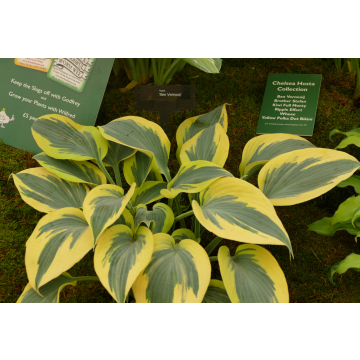 Hosta Wheee!