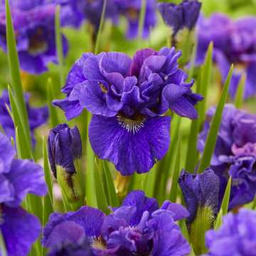 Iris sibirica Concord Crush - Iris de Sibérie