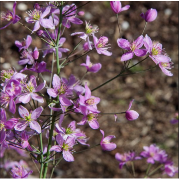 Thalictrum Fairy Wings - Pigamon