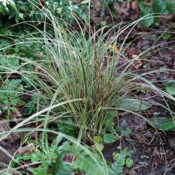 Carex brunnea Variegata - Laîche