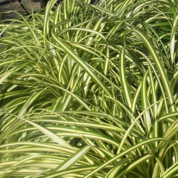 Carex morrowii Aureovariegata - Laîche du Japon