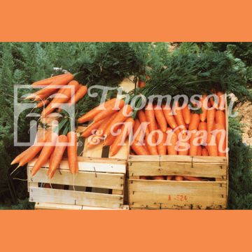 Carotte Primo - Daucus carota 