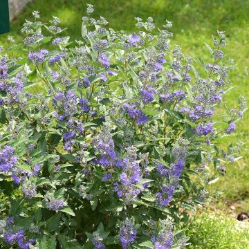 Caryopteris clandonensis Blue Balloon - Spirée bleue