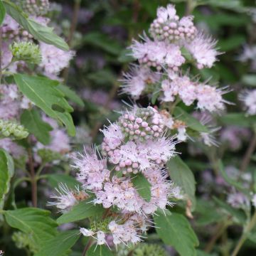 Caryopteris clandonensis Pink Perfection - Spirée bleue