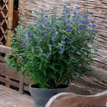 Caryopteris clandonensis Thetis - Spirée bleue