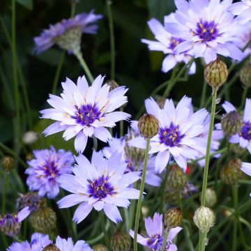 Catananche caerulea - Cupidone