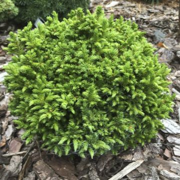 Cryptomeria japonica Green Pearl - Cèdre du Japon