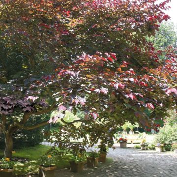 Cercis canadensis Forest Pansy - Arbre de Judée