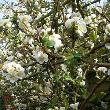 Cognassier du Japon Nivalis - Chaenomeles speciosa 