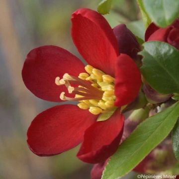 Cognassier du Japon Hot Fire - Chaenomeles speciosa 