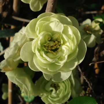 Cognassier du Japon Kinshiden - Chaenomeles speciosa