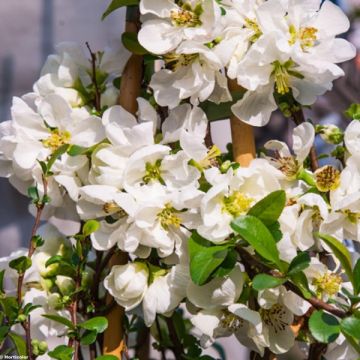 Cognassier du Japon Jet Trail - Chaenomeles superba 