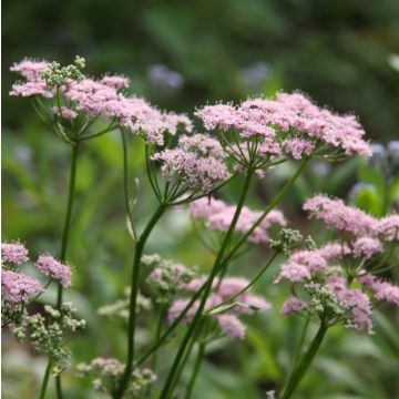 Chaerophyllum hirsutum Roseum - Cerfeuil hirsute