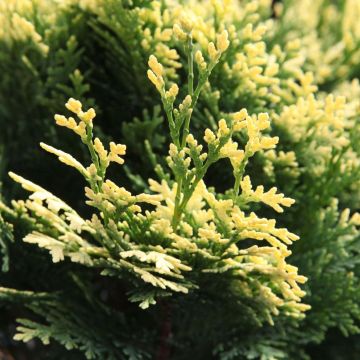 Cyprès de Lawson - Chamaecyparis lawsoniana Pygmaea Argentea