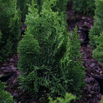 Cyprès hinoki du Japon - Chamaecyparis obtusa Meroki Twin