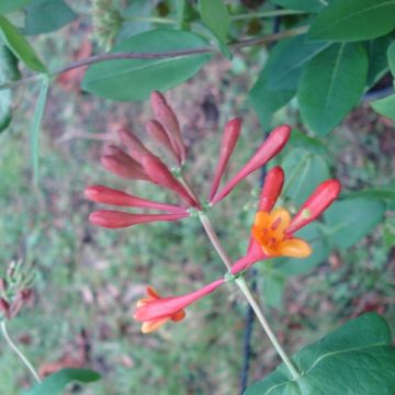 Chèvrefeuille grimpant Dropmore Scarlet - Lonicera (x) brownii