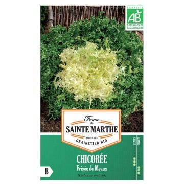Chicorée frisée Fine de Meaux Bio - Ferme de Sainte Marthe