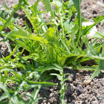 Chicorée Catalogne Pissenlit Bio - Ferme de Sainte Marthe