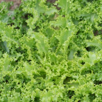 Chicorée frisée Wallonne AB - Ferme de Ste Marthe