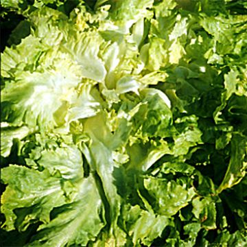 Chicorée scarole Grosse Bouclée 2 AB - Ferme de Ste Marthe