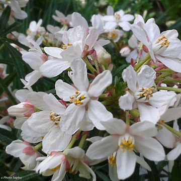 Choisya Scented Gem - Oranger du Mexique