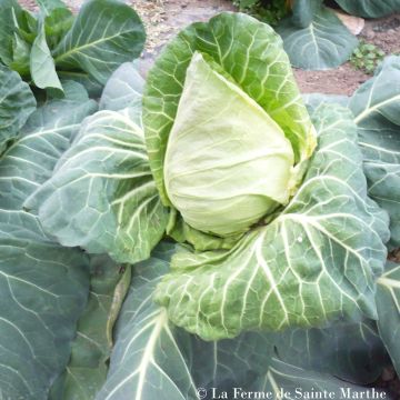 Chou Cœur De Bœuf Des Vertus Ou Moyen De La Halle - Graines Baumaux