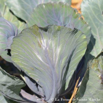 Chou Cabus Marner Lagerrot Bio - Ferme de Sainte Marthe