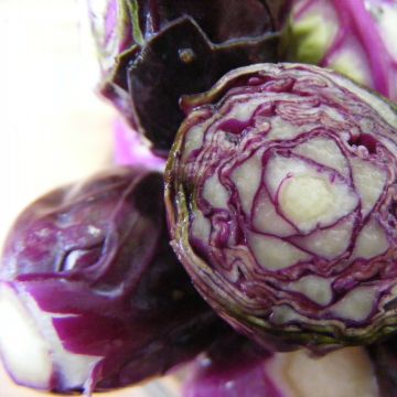 Chou de Bruxelles Rouge Rubine Bio - Ferme de Sainte Marthe